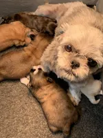 Teeter #1, a female Shih Tzu for sale in Bells, TX – Photo 5 of 5