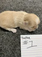 Teeter #1, a female Shih Tzu for sale in Bells, TX – Photo 2 of 5