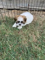 Snickers #4, a male Shih Tzu for sale in Bells, TX – 3 of 4