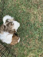 Snickers #3, a male Shih Tzu for sale in Bells, TX – 3 of 4