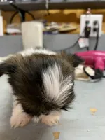 Mary #3, a male Shih Tzu for sale in Bells, TX – Photo 2 of 3