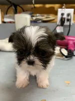 Mary #3, a male Shih Tzu for sale in Bells, TX – Photo 1 of 3