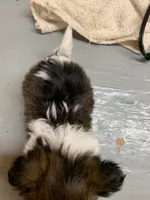 Mary #3, a male Shih Tzu for sale in Bells, TX – Photo 3 of 3