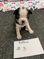 Robin#3, a female Boston Terrier for sale in Bells, TX – 2 of 4