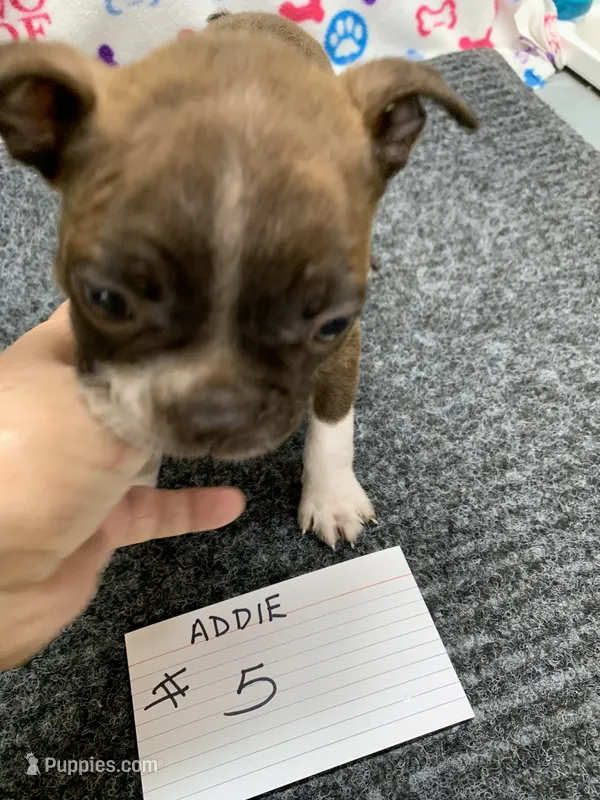 Addie #5 – Boston Terrier puppy for sale in Bells, TX