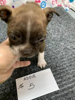Addie #5, a male Boston Terrier for sale in Bells, TX – 1 of 6
