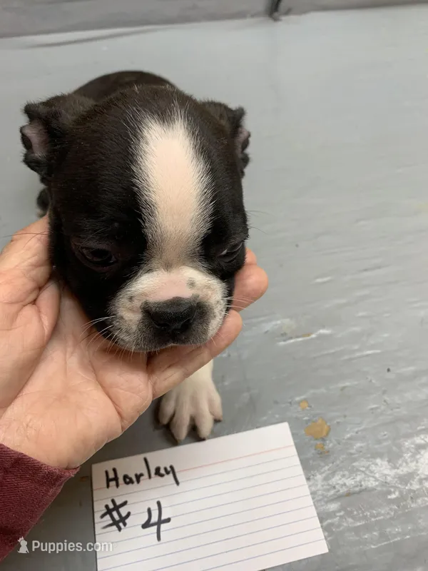 Ruby # 4 – Boston Terrier puppy for sale in Bells, TX
