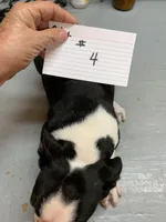 Ruby # 4, a male Boston Terrier for sale in Bells, TX – Photo 2 of 2