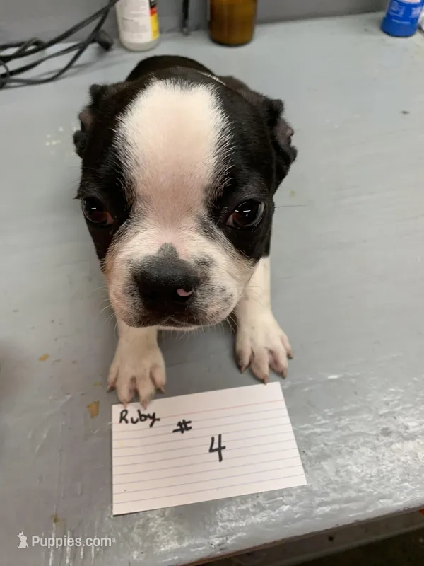 Ruby # 4 – Boston Terrier puppy for sale in Bells, TX