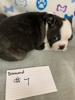 Diamond #7, a male Boston Terrier for sale in Bells, TX – 3 of 4
