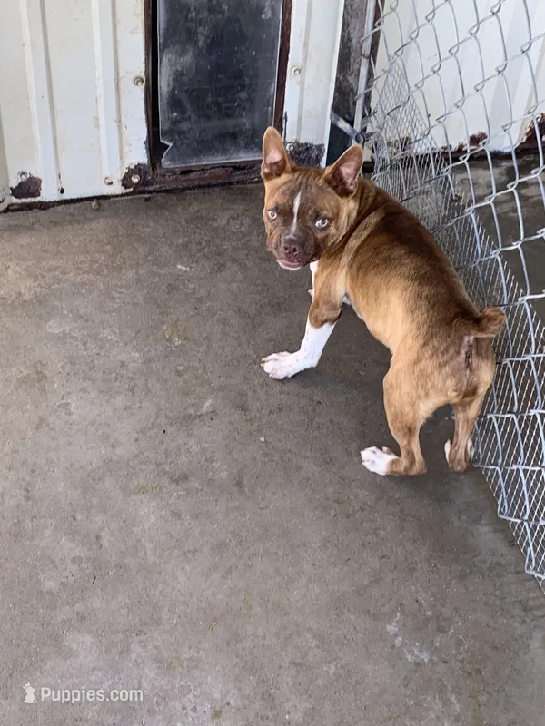 Addie # 3 – Boston Terrier puppy for sale in Bells, TX