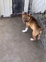 Addie # 3, a male Boston Terrier for sale in Bells, TX – 1 of 3