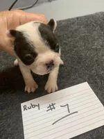 Robin#1, a female Boston Terrier for sale in Bells, TX – 2 of 4