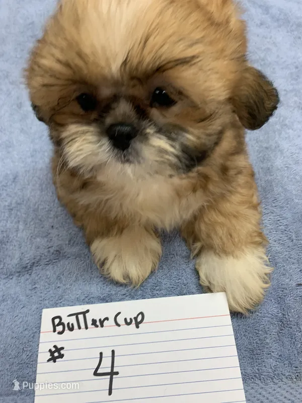 Buttercup #4 – Shih Tzu puppy for sale in Bells, TX