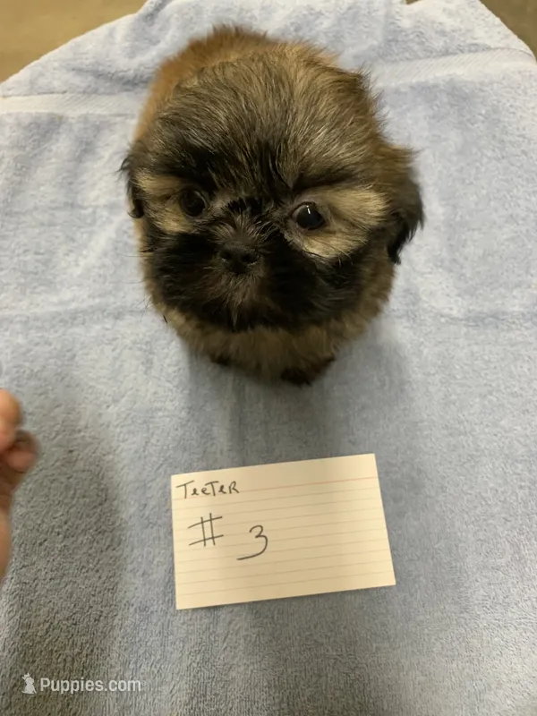 Teeter #3 – Shih Tzu puppy for sale in Bells, TX