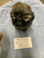 Teeter #3, a male Shih Tzu for sale in Bells, TX – 1 of 4
