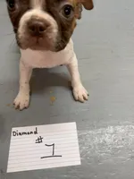 Diamond #1, a female Boston Terrier for sale in Bells, TX – Photo 3 of 3