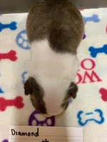 Diamond #2, a female Boston Terrier for sale in Bells, TX – Photo 2 of 3