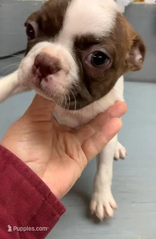 Diamond #2 – Boston Terrier puppy for sale in Bells, TX