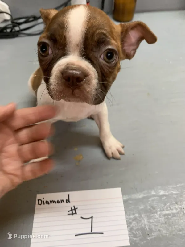 Diamond #1 – Boston Terrier puppy for sale in Bells, TX