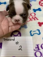 Diamond #2, a female Boston Terrier for sale in Bells, TX – Photo 1 of 3