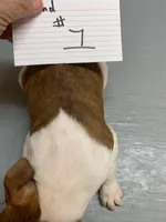 Diamond #1, a female Boston Terrier for sale in Bells, TX – Photo 2 of 3