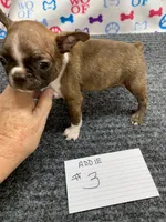 Addie # 3, a male Boston Terrier for sale in Bells, TX – 3 of 5