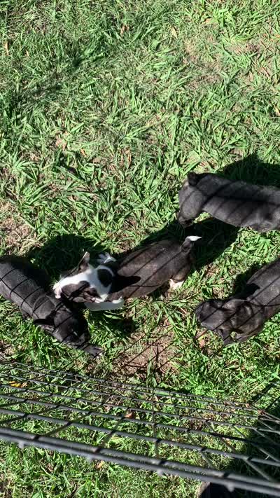 Robin#1, a female Boston Terrier for sale in Bells, TX – 6 of 6