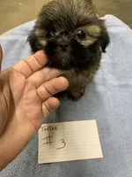 Teeter #3, a male Shih Tzu for sale in Bells, TX – 2 of 4