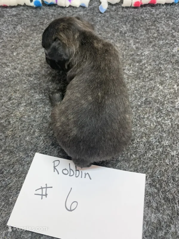 Robin#6 – Boston Terrier puppy for sale in Bells, TX
