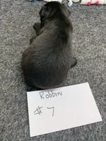 Robin# 7, a male Boston Terrier for sale in Bells, TX – 4 of 5