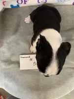 Diamond #5, a male Boston Terrier for sale in Bells, TX – 2 of 3