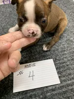 Addie # 4, a male Boston Terrier for sale in Bells, TX – 5 of 6
