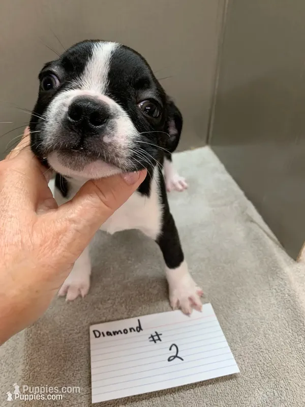 Diamond # 2 – Boston Terrier puppy for sale in Bells, TX