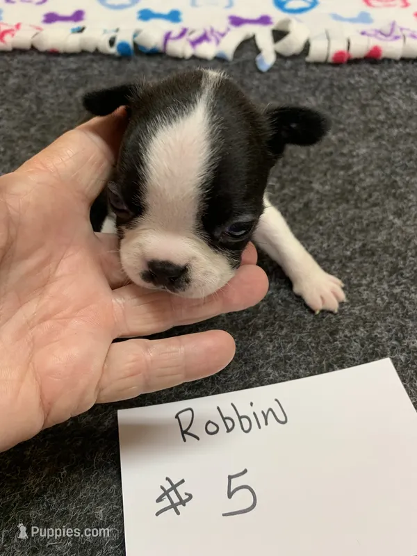 Robin #5 – Boston Terrier puppy for sale in Bells, TX