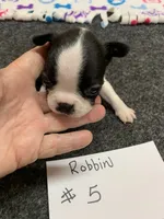 Robin #5, a female Boston Terrier for sale in Bells, TX – 1 of 5