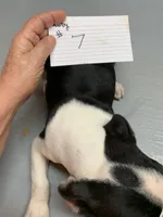 Ruby # 7, a male Boston Terrier for sale in Bells, TX – Photo 2 of 3