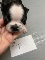 Ruby # 7, a male Boston Terrier for sale in Bells, TX – Photo 1 of 3