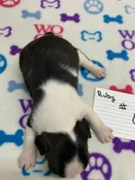 processed/d9f9ce60-007d-4e05-b50c-08be29aa9df4/listing/93acb46d-4bf7-4528-8077-7e39965ec379/5ab21b49-7408-4810-b7e7-f4e9b6ccf9d8