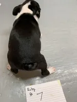 Ruby # 7, a male Boston Terrier for sale in Bells, TX – Photo 2 of 3