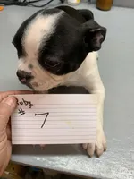 Ruby # 7, a male Boston Terrier for sale in Bells, TX – Photo 3 of 3