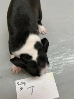 Ruby # 7, a male Boston Terrier for sale in Bells, TX – Photo 3 of 3