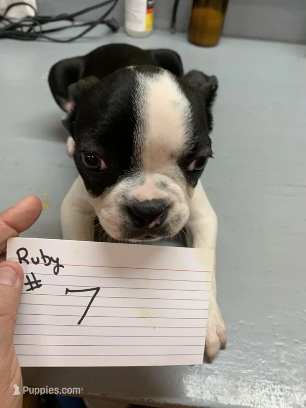 Ruby # 7 – Boston Terrier puppy for sale in Bells, TX