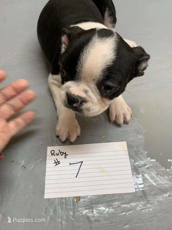 Ruby # 7 – Boston Terrier puppy for sale in Bells, TX