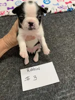 Robin#3, a female Boston Terrier for sale in Bells, TX – 4 of 4