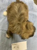 Teeter # 4, a male Shih Tzu for sale in Bells, TX – 2 of 4