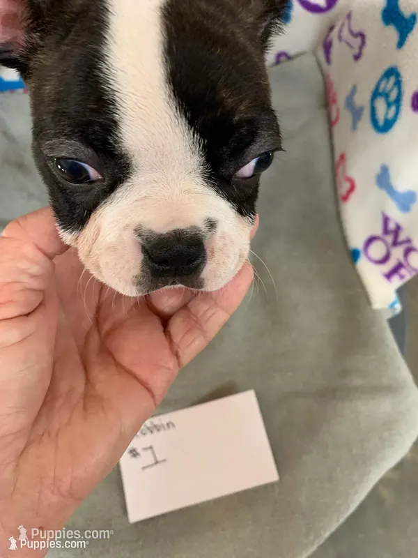 Robbin#1, a female Boston Terrier for sale in Bells, TX – 1 of 4