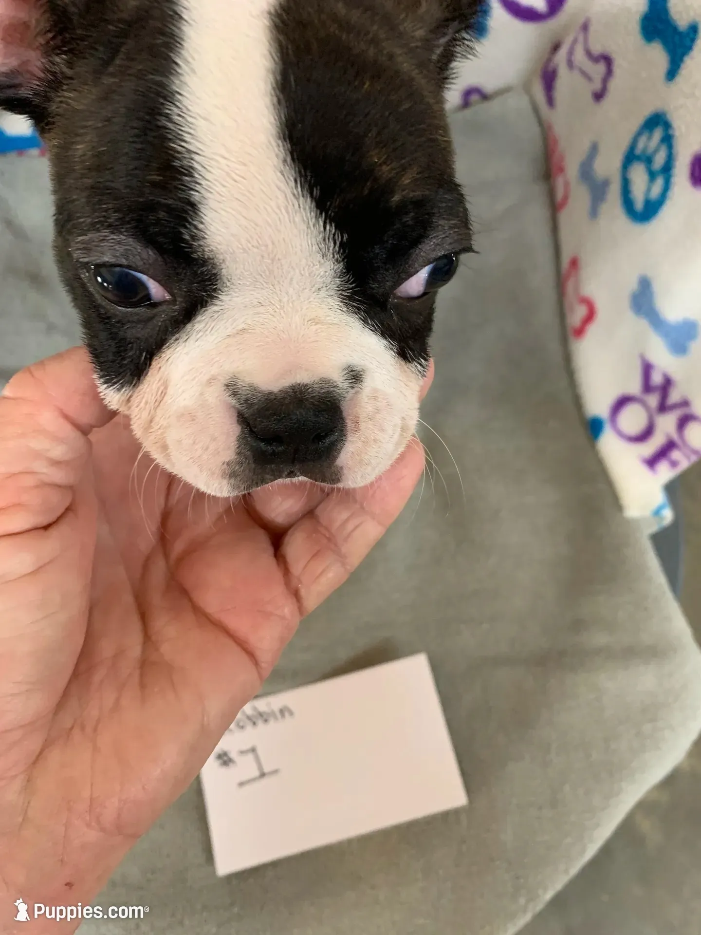 Robbin#1, a female Boston Terrier for sale in Bells, TX – 1 of 4