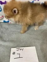Joy #1, a female Pomeranian for sale in Bells, TX – 2 of 3