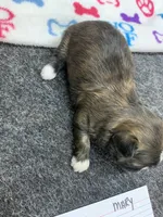 Mary#2, a male Shih Tzu for sale in Bells, TX – 4 of 5